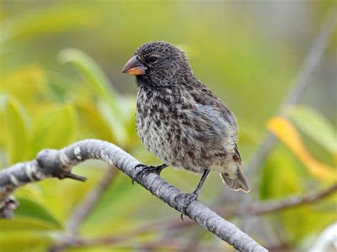 in which country do galapagos finches live